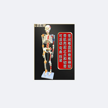 国产	人体骨骼模型（脊椎经+间椎盘+韧带+肌肉起点） 85cm（个）
