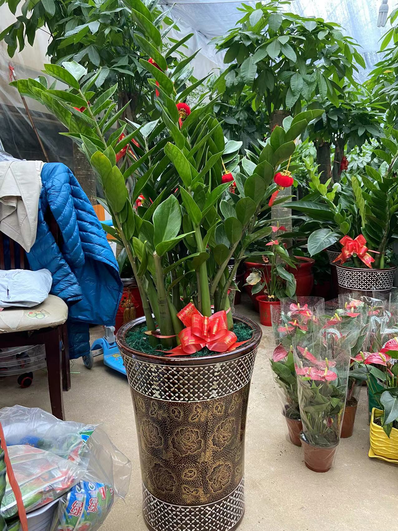 得力达 金钱树绿植高1.1－1.2米陶瓷盆花卉观赏庭院专供长沙（单位：盆）JL
