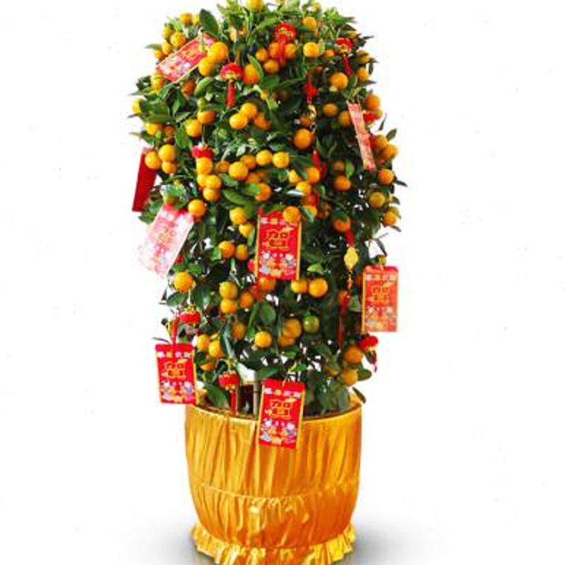 奥本 60*190cm年橘金桔树盆栽带果室内盆景观果 （单位：盆）