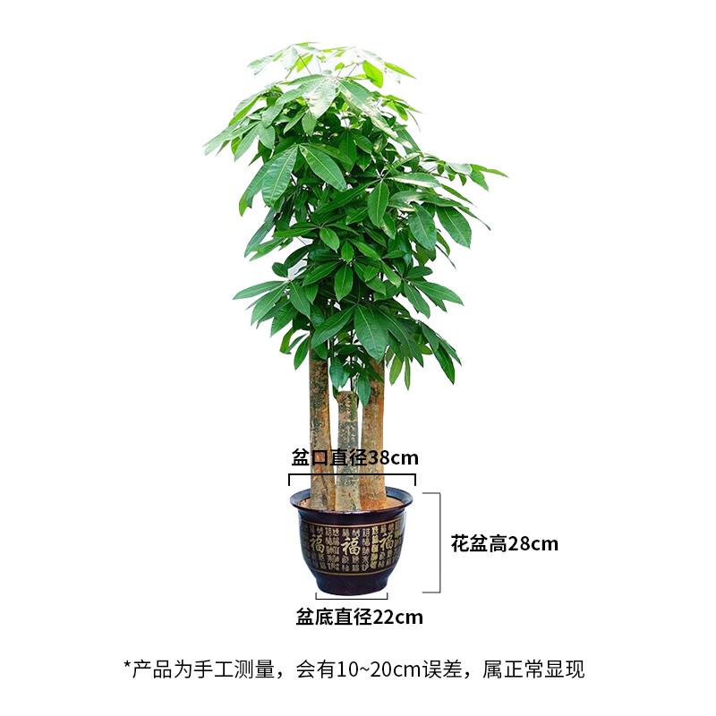 墨斗鱼 发财树 室内大型绿植花卉盆栽 盆景 三杆 1.6m（单位：盆）