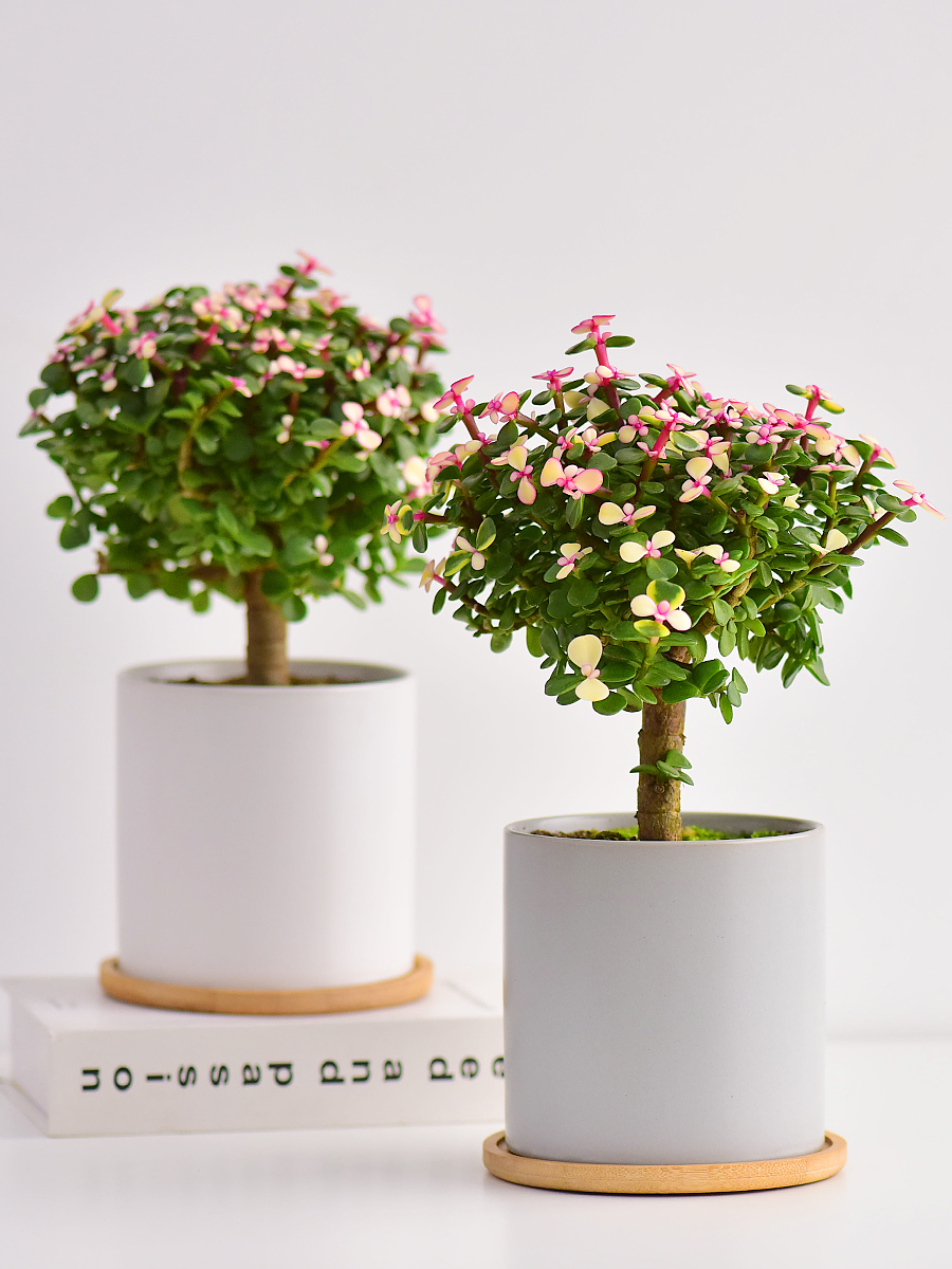 亦木盆栽老桩稀有品种室内花卉15cm-20cm(单位：盆)