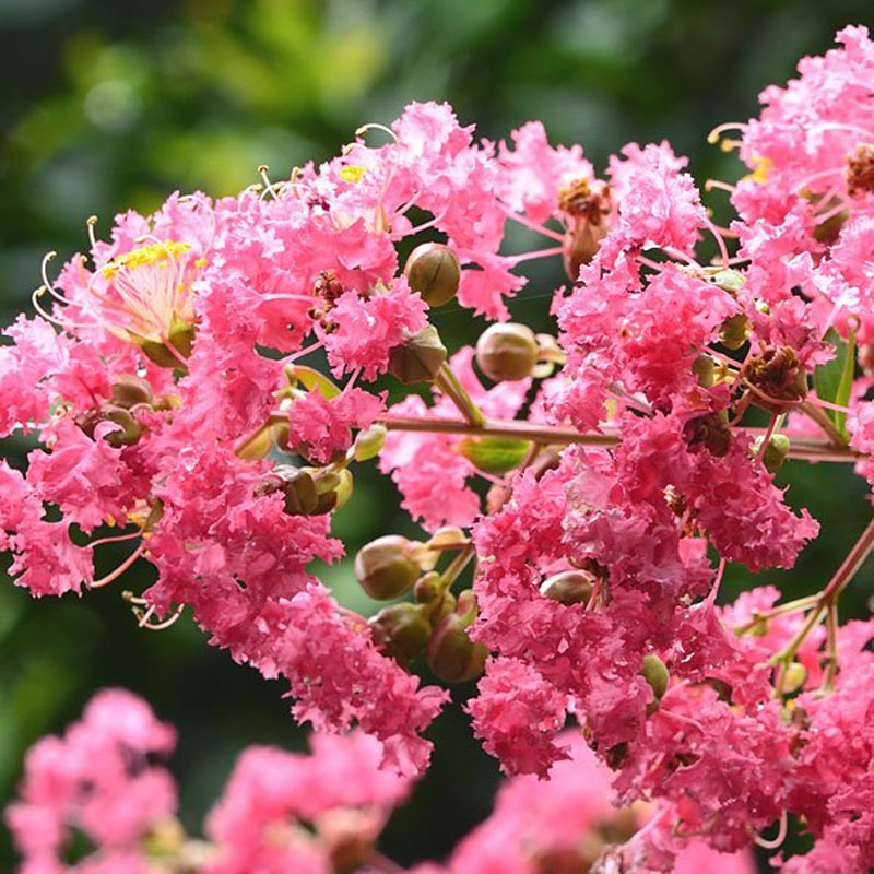 博采3.0kg红花紫薇百日红南北方庭院种植四季绿化工程苗木风景行道树（根）